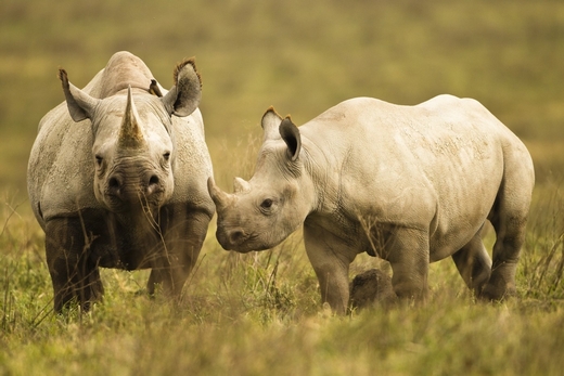 Černí nosorožci v národním parku Serengeti v Tanzanii.