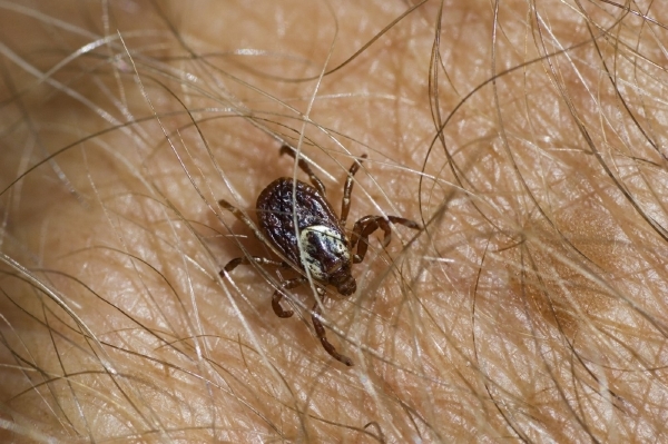 Až do pondělí si musíme dávat velký pozor na klíšťata. Až do pondělí si musíme dávat velký pozor na klíšťata.