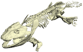3D model kostry získaný pomocí počítačové tomografie.