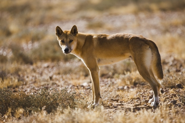 Australský koroner dospěl k závěru, že za zmizení devítitýdenní holčičky Azarie Chamberlainové v roce 1980 může pes dingo. Australský koroner dospěl k závěru, že za zmizení devítitýdenní holčičky Azarie Chamberlainové v roce 1980 může pes dingo.