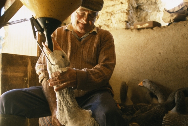 Kvůli metodě překrmování hus a kachen foie gras zakázali (ilustrační foto).