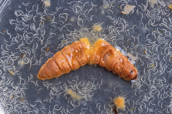 Z těla můří housenky se vyhrnuly stovky červů. Půdu jim připravily jedovaté bakterie. (Foto s licencí Creative Commons Attribution 3.0 License.)