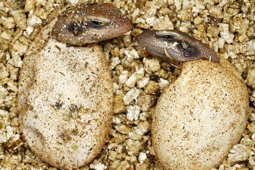 Nejsou roztomilí? Z víkendových přírůstků pražské zoo (na snímku mláďata čukvavy zavalité).