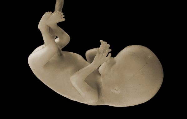 Lidské embryo (ilustrační snímek). 