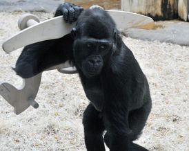 V Pražské zoologické zahradě se při hře s lany oběsil pětiletý gorilí sameček Tatu (na archivním snímku z 2. ledna 2010). 