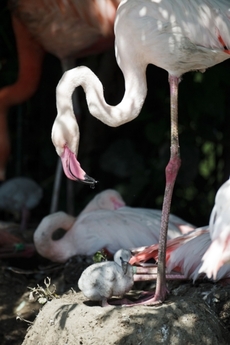 Pražská zoo má nové přírůstky.