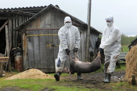 Veterináční služba v Rusku likviduje chov prasat zasažený africkým morem. 