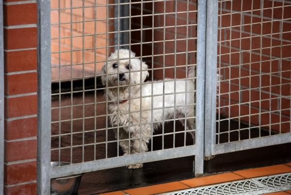 Největší pomocí pro opuštěná zvířata je jejich adopce. Největší pomocí pro opuštěná zvířata je jejich adopce.