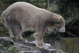 Knut v den svých druhých narozenin.