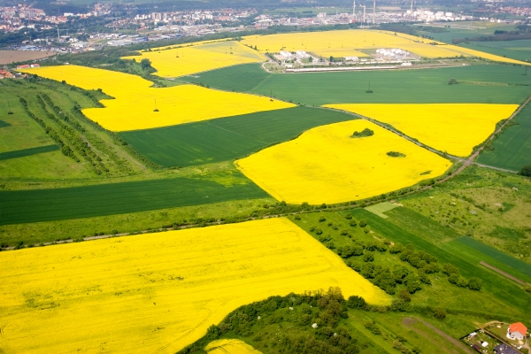 Středočeské lány řepky olejky. Skončí v kuchyních, nebo v nádržích?