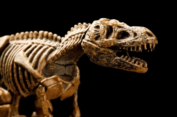 Kostra dinosaura byla nalezena ve Francii (ilustrační foto). Kostra dinosaura byla nalezena ve Francii (ilustrační foto).