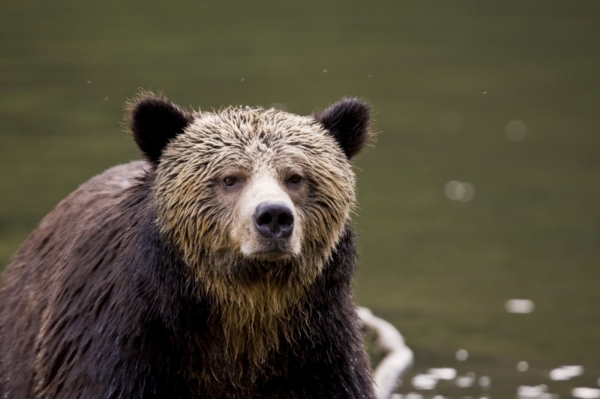 Medvěd grizzly zabil turistu v národním parku na Aljašce (ilustrační foto).