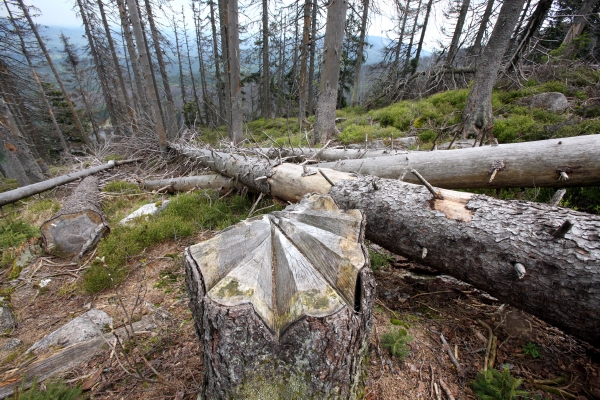 Zloděje, kteří káceli stromy v nejvíce chráněné zóně šumavského národního parku, přistihli v neděli správci parku.