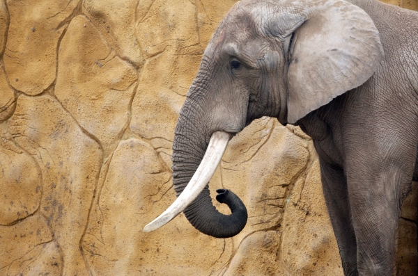 Zoo ve Dvoře Králové prý porušovala etický kodex při práci se zvířaty. Světová asociace zoologických zahrad ji proto vyloučila.