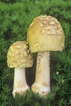 muchomůrka