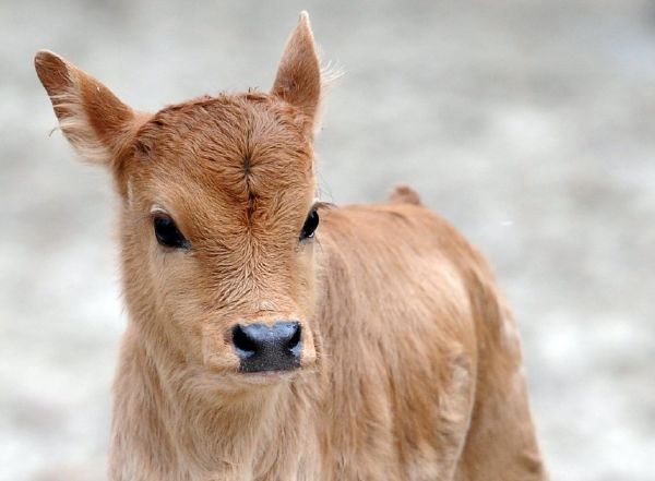 Roztomilé mládě skotu zebu.