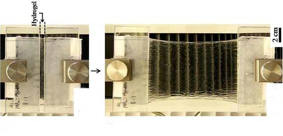 Hydrogel lze roztáhnout až na 21násobek jeho původní délky.