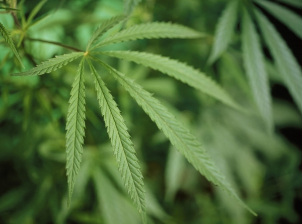 Dítěti s těžkou lupénkou pomáhala jedině marihuana (ilustrační foto).