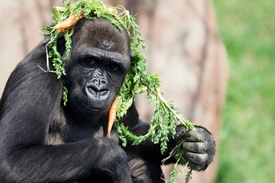 Moja si na prostředí španělské zoo evidentně dobře zvykla.