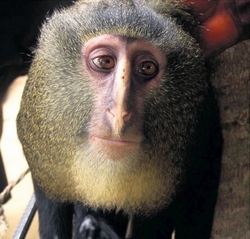 Nový druh opice Cercopithecus lomamiensis.