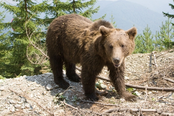 Na jihu Rumunska zaútočil v sobotu na několik lidí medvěd (ilustrační foto).