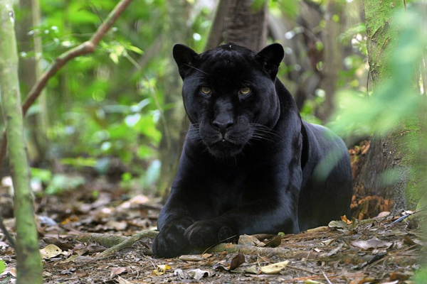 Černá puma je nebezpečná šelma (ilustrační foto). Černá puma je nebezpečná šelma (ilustrační foto).