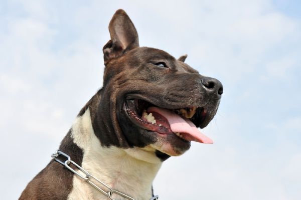 Pitbul. 