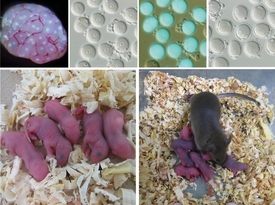 Z přeškolených fibroblastů dozrála vajíčka (nahoře), po jejichž oplodnění se narodila zdravá myšata (vlevo dole). Ta později prokázala, že jsou plodná (vpravo).