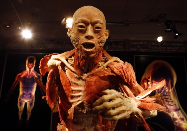 Lidské exponáty vznikají jedinečnou metodou plastinace, s níž přišel německý anatom Günther von Hagens.