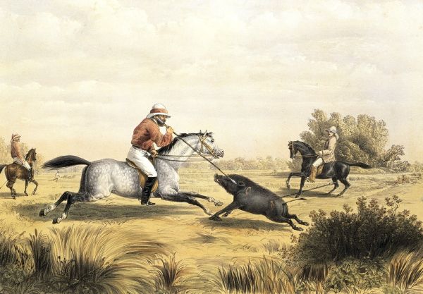 Zapichováním divokých prasat se na obrázku z roku 1861 baví britští koloniální úředníci a vojáci.