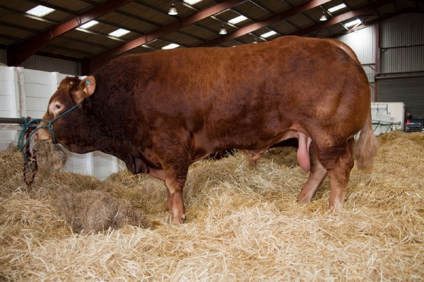 Pivovar při výrobě nápoje použil 11 kilogramů býčích varlat, ze kterých vyrobil osm sudů piva.
