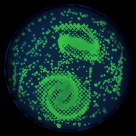 Galaxie září díky bílkovině z medúzy vnesené do bakterie Escherichia coli.
