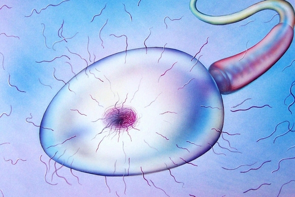 Spermiím je potřeba někdy pomoci. Nebo ne? (ilustrační foto)