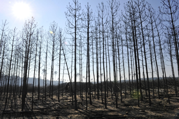 Státní podnik Lesy České republiky nárokuje v insolvenčním řízení s firmou Less & Forest pohledávky ve výši zhruba 1,3 miliardy korun (ilustrační foto).