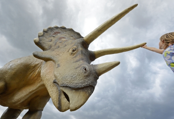 Nejznámějším zástupcem rohatých dinosaurů je Triceratops. Na obrázku je model z výstavy v německém Hohenfeldenu.