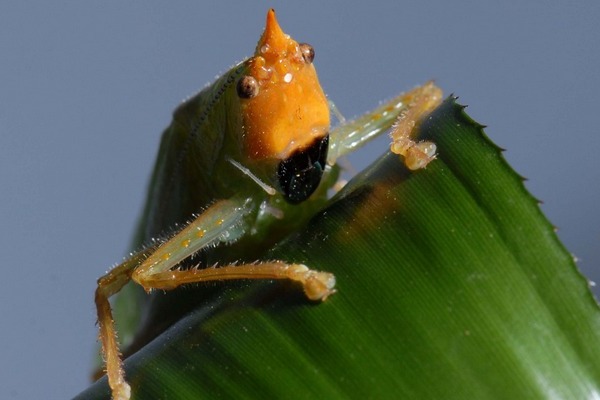 Saranče Copiphora gorgonensis poslouchá kolenem.