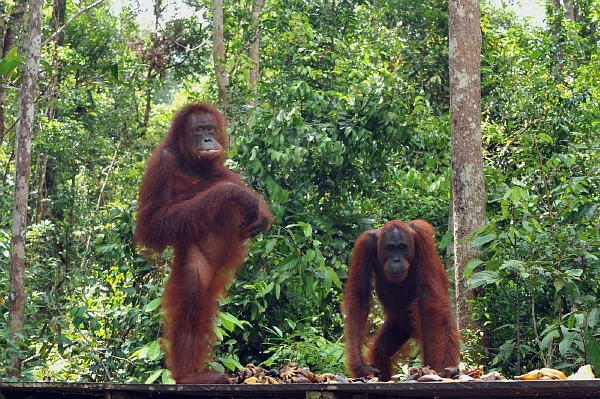 Orangutani rovněž upadají do krize středního věku. Orangutani rovněž upadají do krize středního věku.