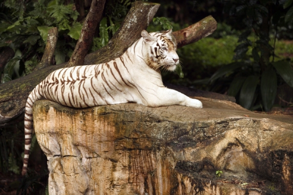 Liberecká zoo je známa právě chovem bílých tygrů (ilustrační foto).
