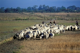 Butteri v akci.