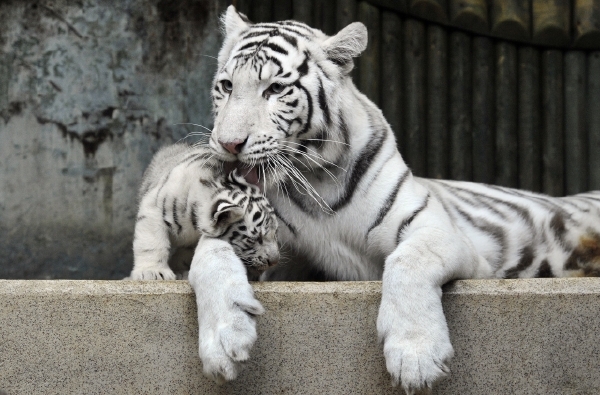 Vzácné bílé tygry má liberecká zoo v chovu od roku 1994.
