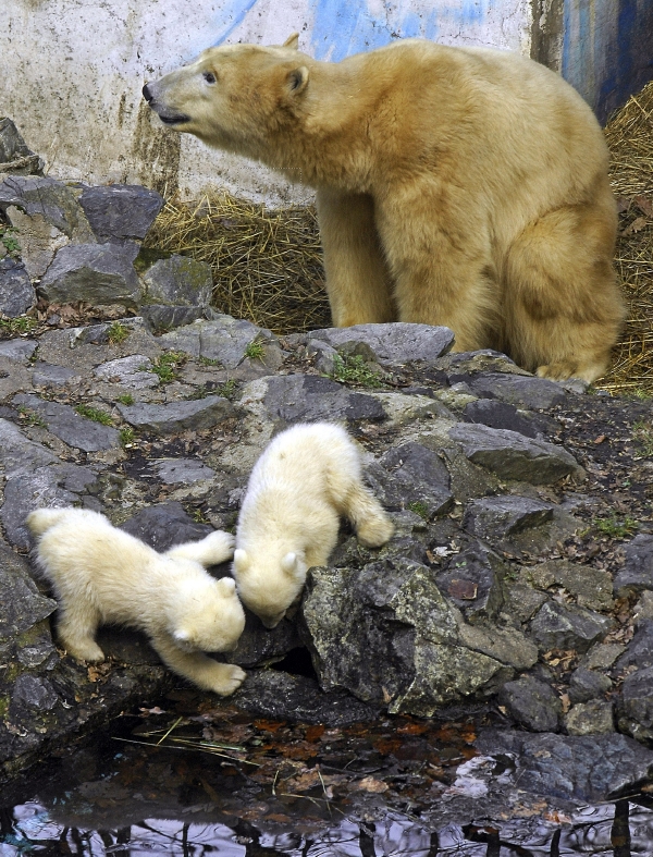 Medvědice Cora (na fotografii) má se svými potomky problémy. Před dvěma lety je sežrala, před rokem obě mláďata uhynula. Zoo nyní doufá ve zdárný konec.