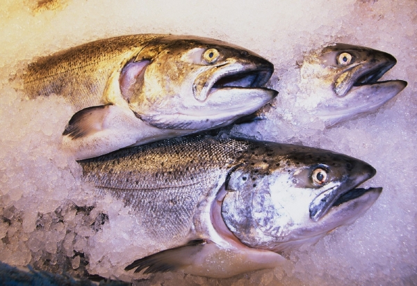 Lososi patří v Česku mezi nejprodávanější ryby. Lososi patří v Česku mezi nejprodávanější ryby.