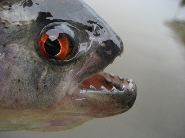 Velikost svalů v čelistech piraní je ohromující, neboť dosahuje plných dvou procent z celkového tělesného objemu.