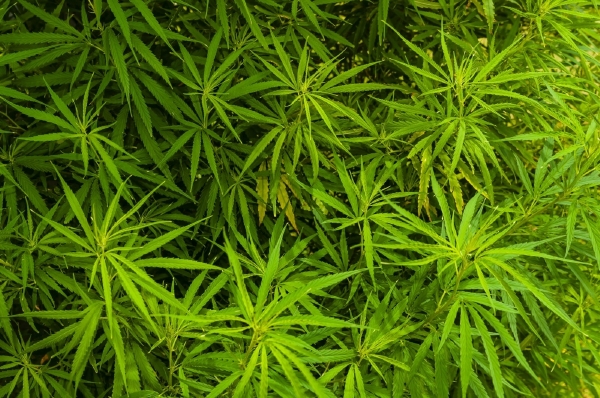 Konopí bolest neodstraní. Pomůže ale pacientovi relaxovat a uvolnit se.