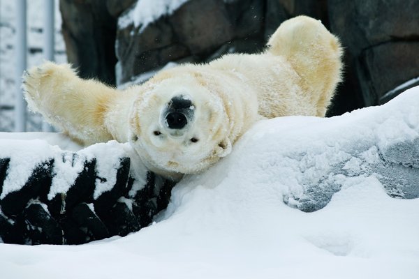 Na přelomu roku si pozornosti užívala i zvířata v nejrůznějších zoo (ilustrační foto).