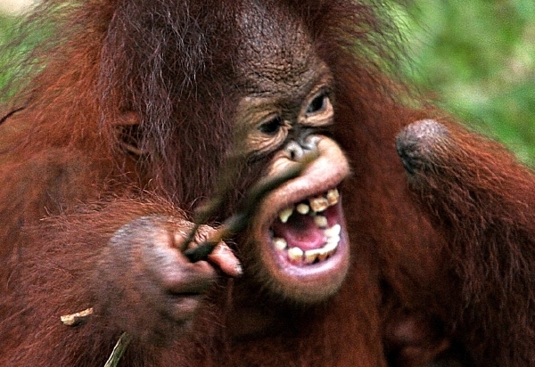 Orangutani zahánění do kouta.