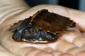 Pražská zoologická zahrada zažila v roce 2012 doslova babyboom.