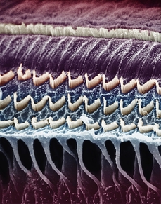 Mikrofotografie vláskových buněk ve vnitřním uchu.