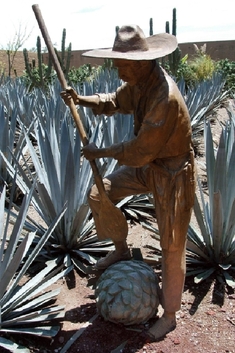 Pole agave (ilustrační foto).