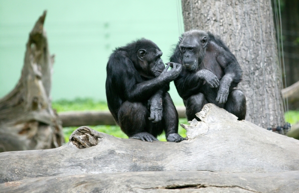 Plzeňská zoo si přeje mládě šimpanze (ilustrační foto).